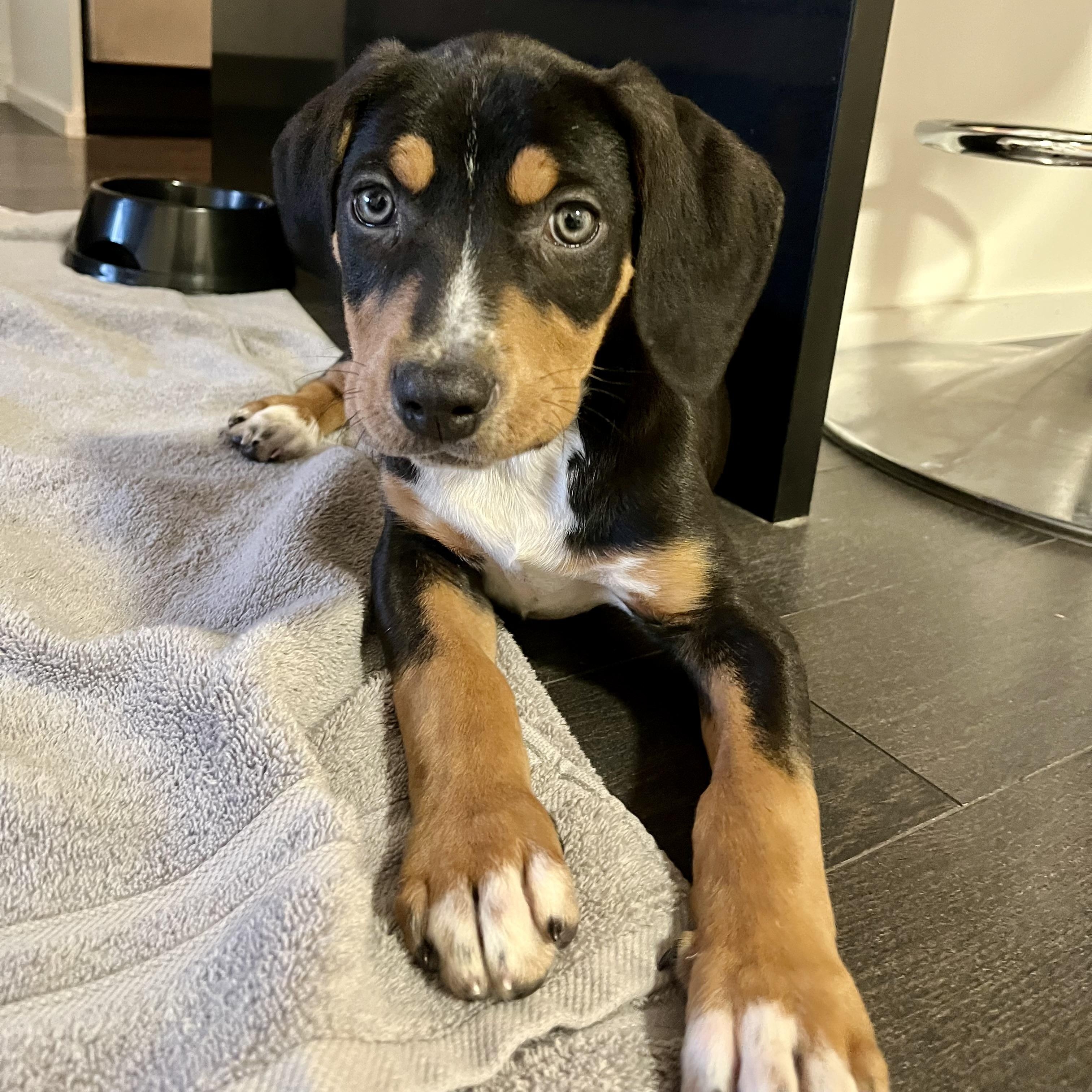 Enlarge Red Raspberry, a ADOPTABLE mixed breed in Scarborough, ON image 4/6