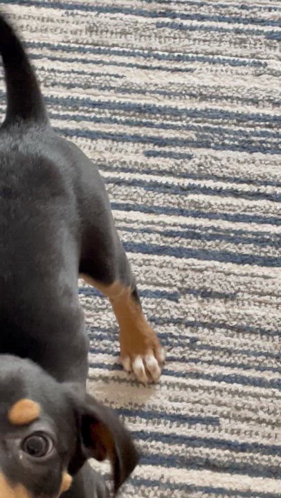 Enlarge Red Raspberry, a ADOPTABLE mixed breed in Scarborough, ON video 6/6