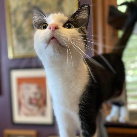 Kiki