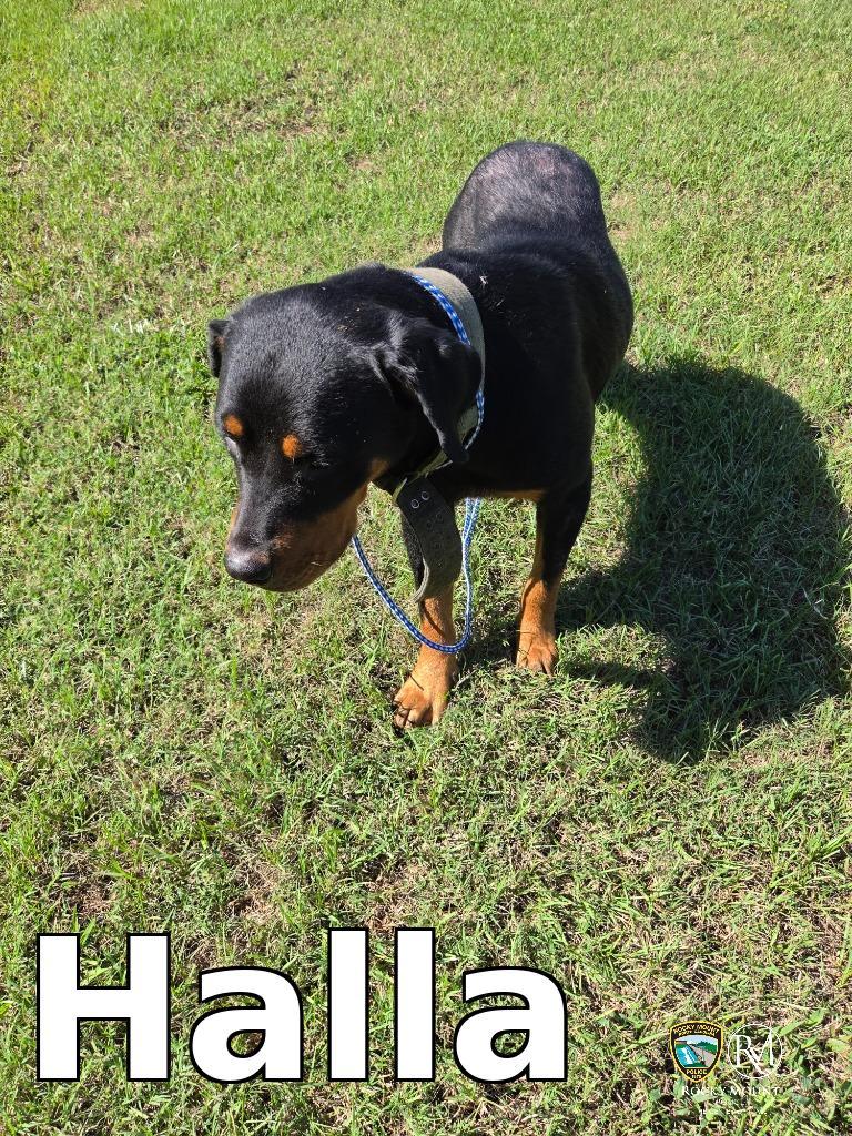 Halla, Adoptable, Adult Female Rottweiler.