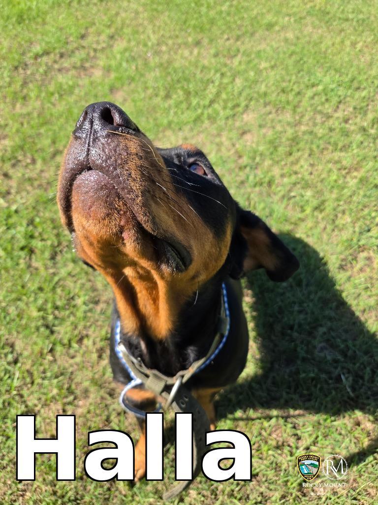 Enlarge Halla, a Adoptable Rottweiler in Rocky Mount, NC image 2/4