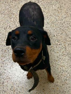 Enlarge Halla, a Adoptable Rottweiler in Rocky Mount, NC image 3/4