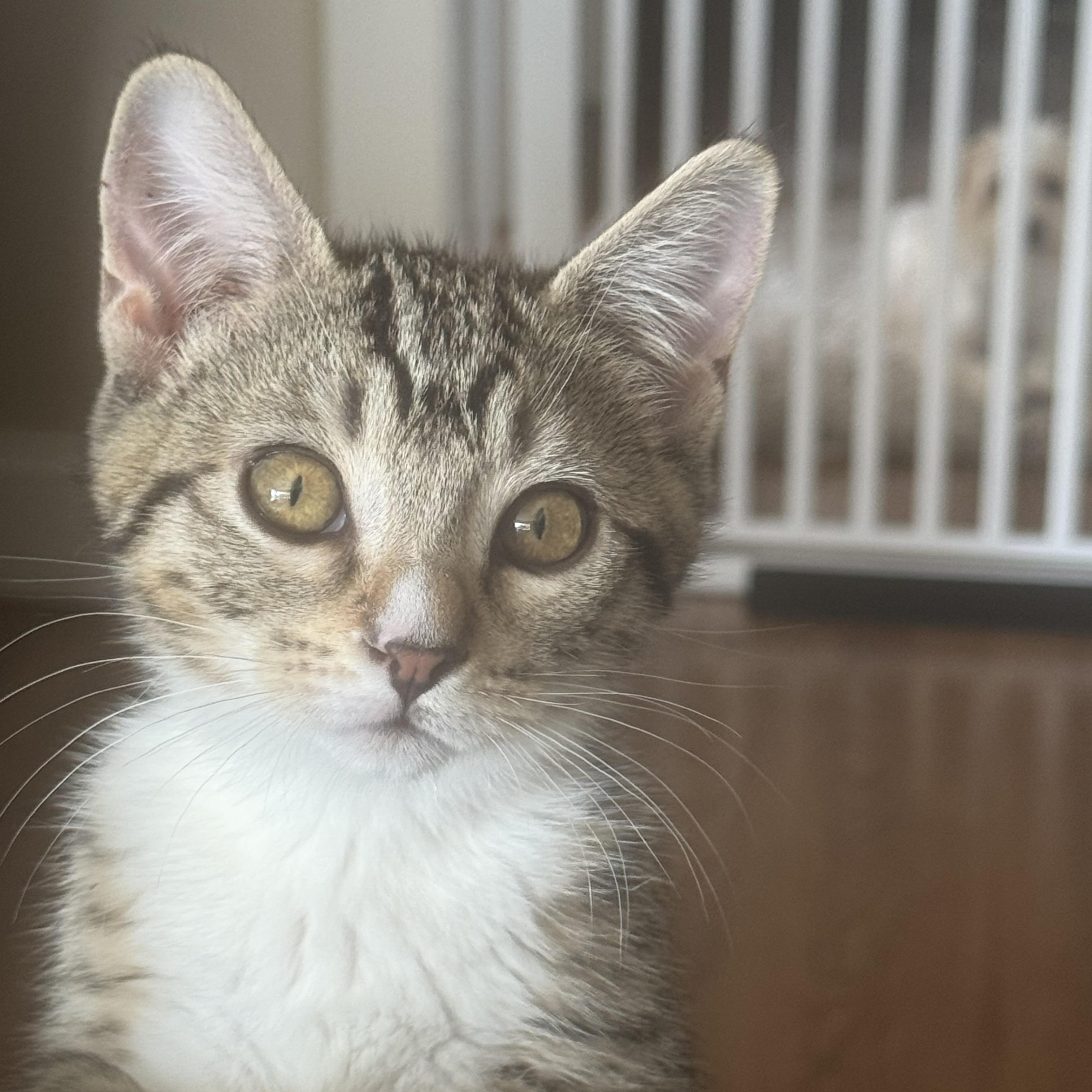 Mouse, a Adoptable Domestic Short Hair in Bonney Lake, WA image 3/4