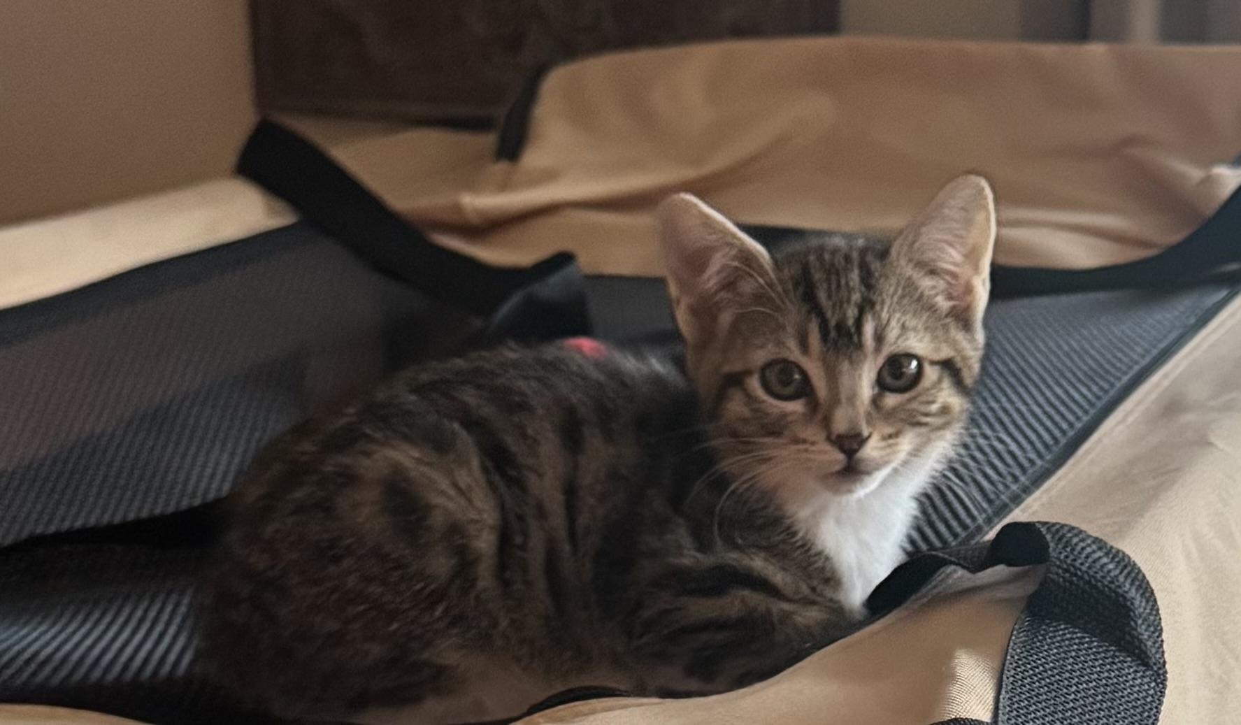 Mouse, a Adoptable Domestic Short Hair in Bonney Lake, WA image 4/4