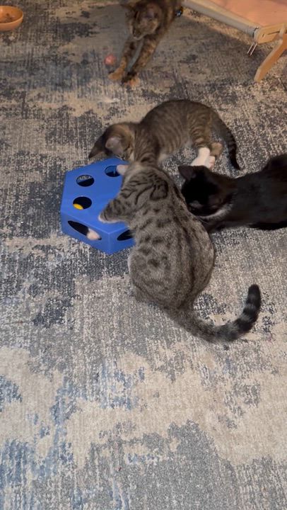 Enlarge Mouse, a Adoptable Domestic Short Hair in Bonney Lake, WA video 2/4