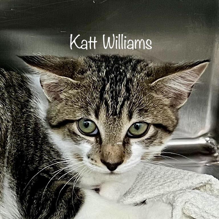 KattWilliams, Adoptable, Young Male Domestic Short Hair & Domestic Short Hair.