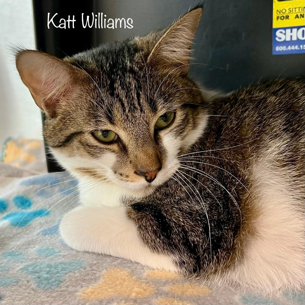 Enlarge KattWilliams, a Adoptable mixed breed in Madisonville, TN image 2/6