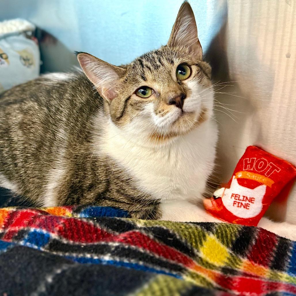 Enlarge KattWilliams, a Adoptable mixed breed in Madisonville, TN image 3/6