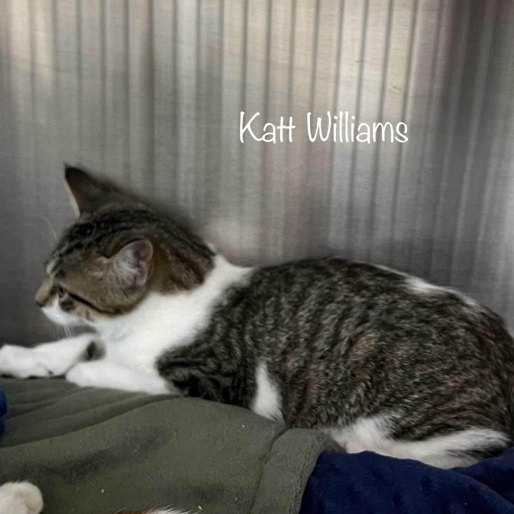 Enlarge KattWilliams, a Adoptable mixed breed in Madisonville, TN image 4/6