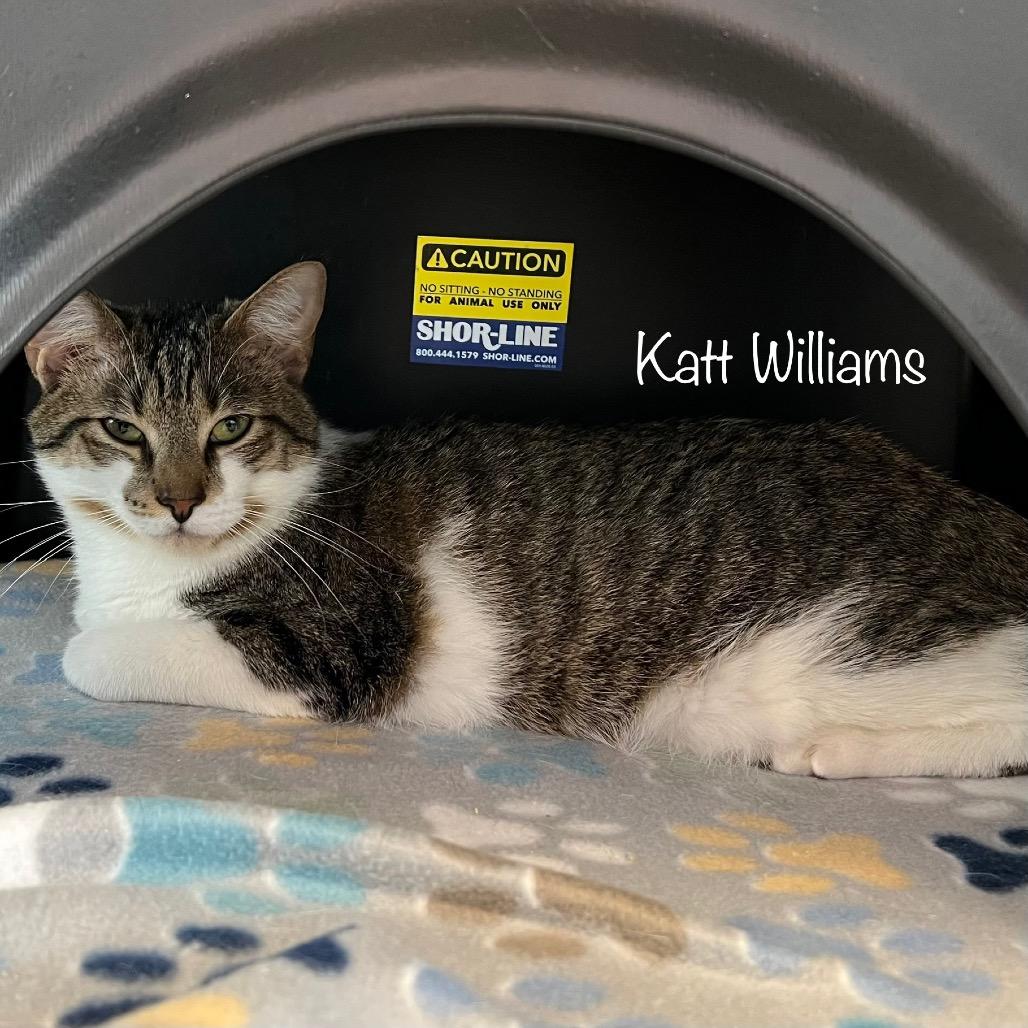 Enlarge KattWilliams, a Adoptable mixed breed in Madisonville, TN image 5/6