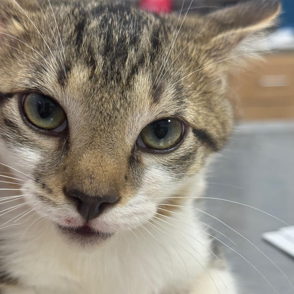 Enlarge KattWilliams, a Adoptable mixed breed in Madisonville, TN image 6/6