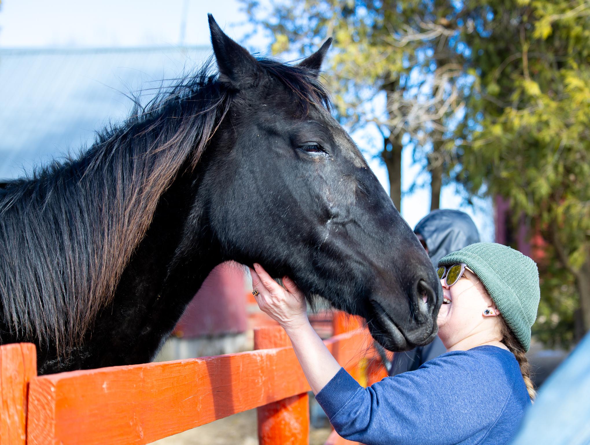 Enlarge Carmen (Sponsorship Only), a Adoptable Standardbred in Elkhart Lake, WI image 1/1