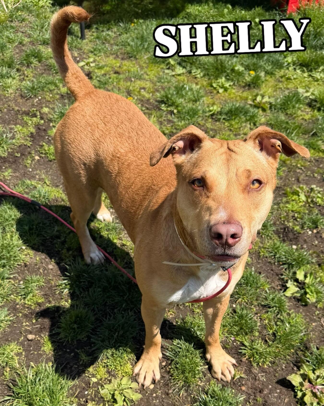 Shelly Tag 638, ADOPTABLE, Young Female Labrador Retriever.