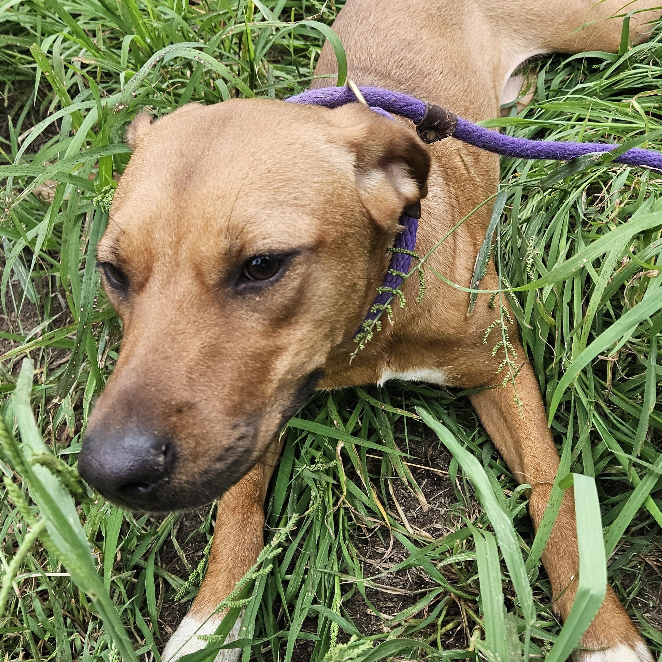 Petunia-CO, Adoptable, Young Female German Shepherd Dog.