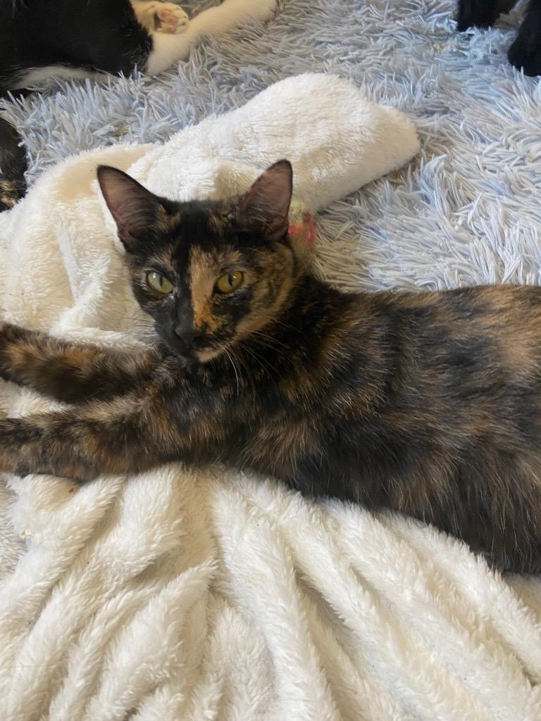 Maxine, Adoptable, Young Female Domestic Short Hair.