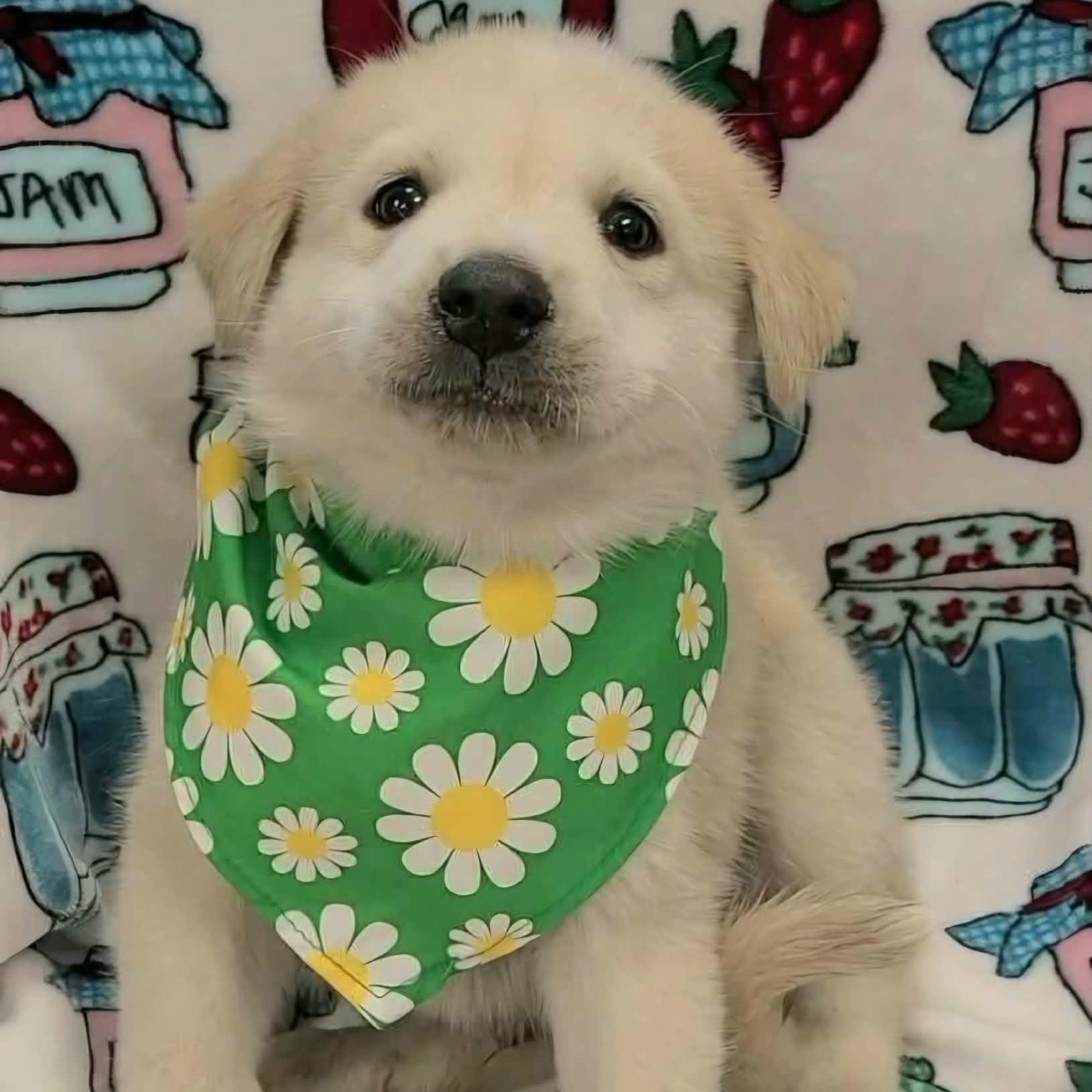 Mars, ADOPTABLE, Puppy Male Great Pyrenees & German Shepherd Dog.