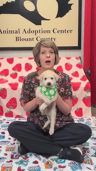 Enlarge Mars, a ADOPTABLE mixed breed in Woolwich, ME video 2/2