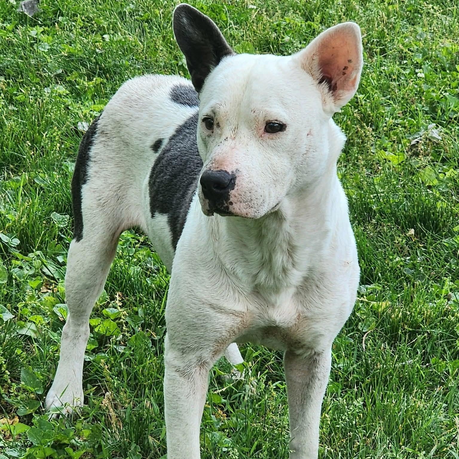 Baby Girl, an adoptable mixed breed in Brentwood, TN image 2/3