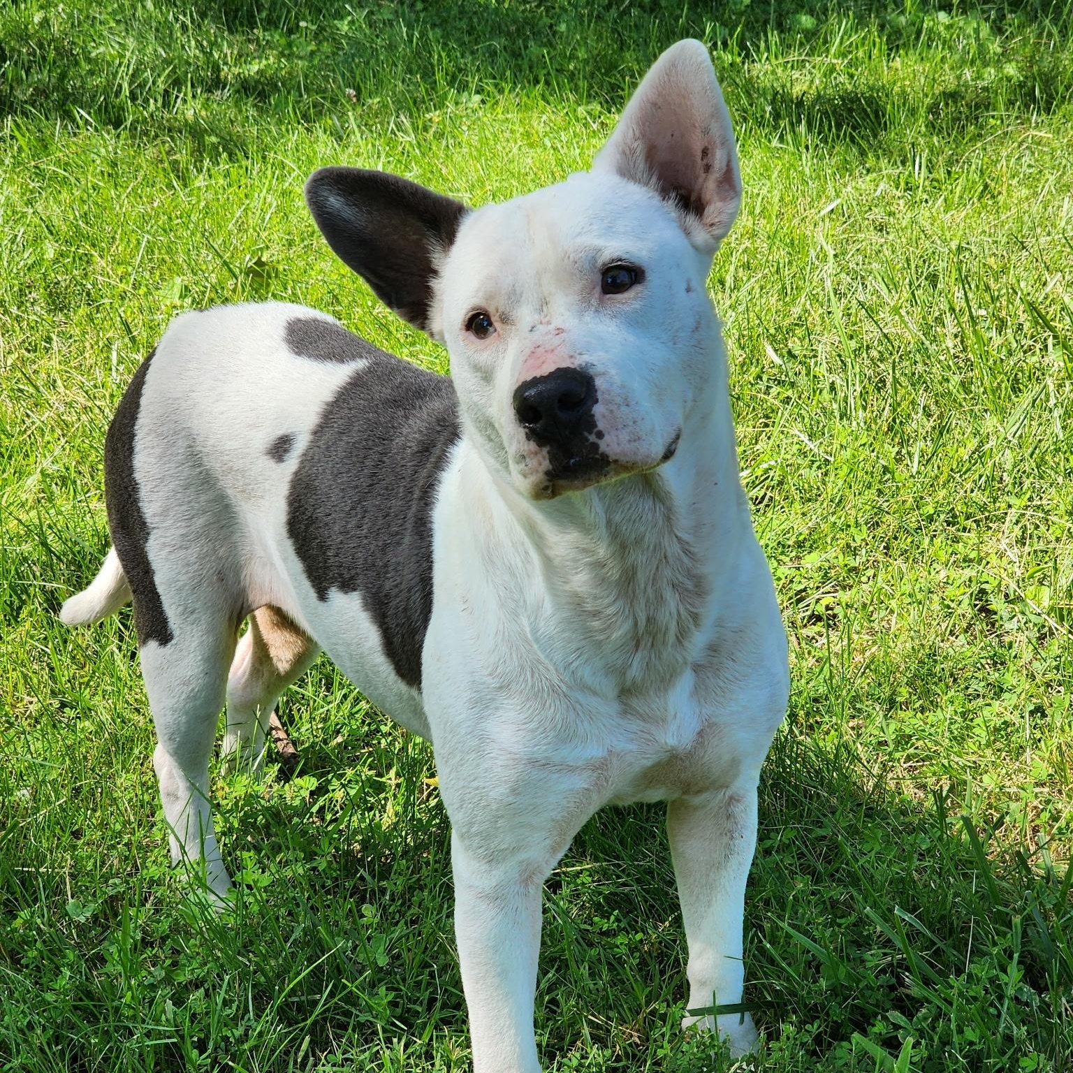 Baby Girl, an adoptable mixed breed in Brentwood, TN image 3/3