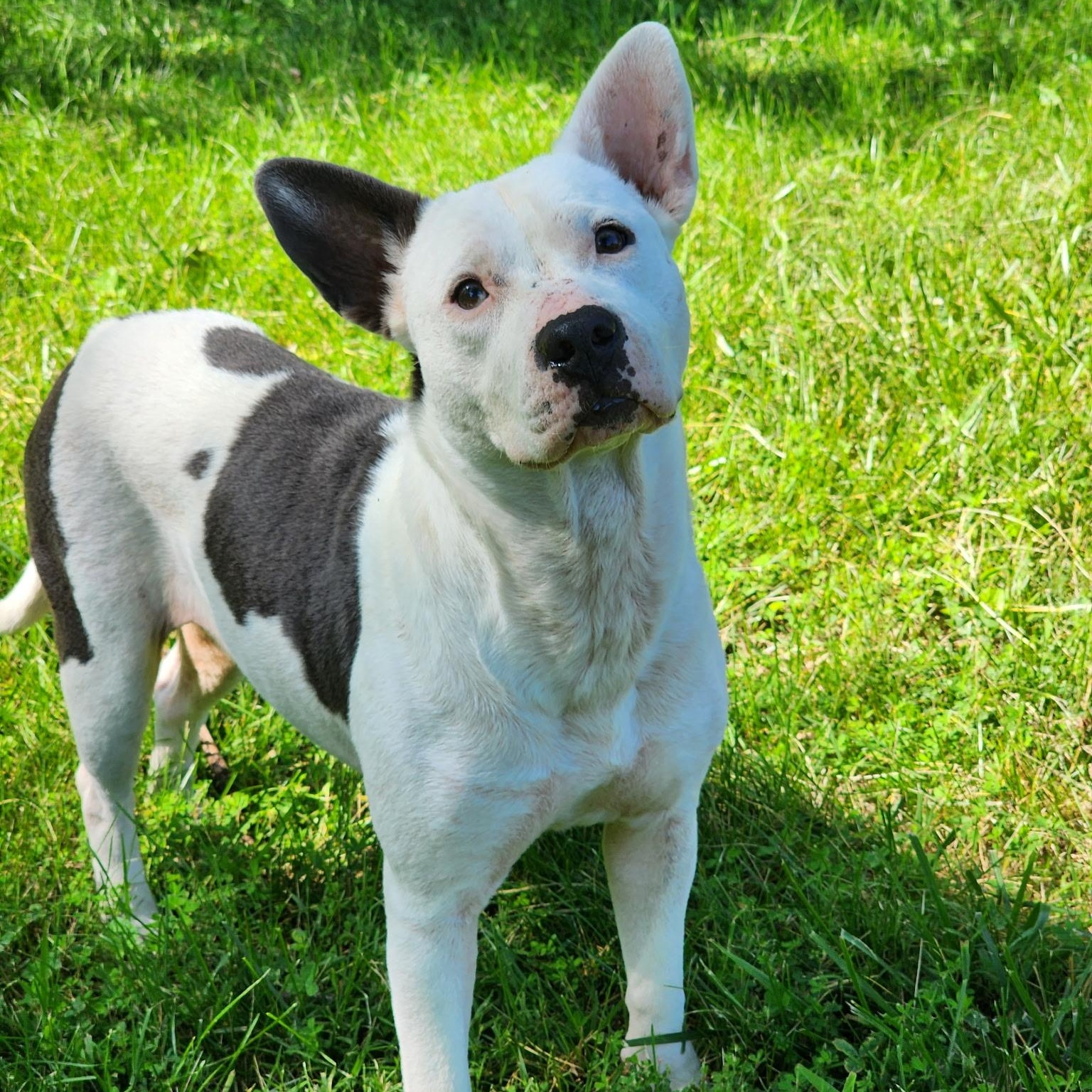 Baby Girl, adoptable, Young Female Bull Terrier.