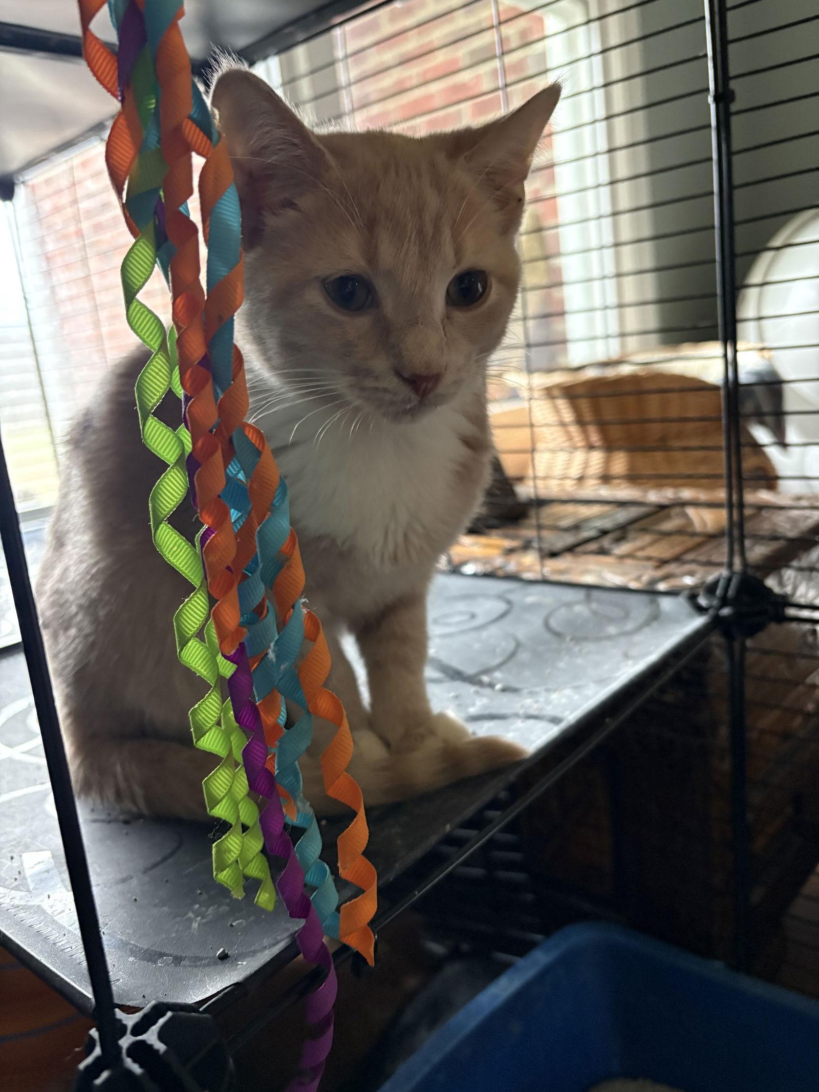 Dusty   ( th), Adoptable, Kitten Male Domestic Short Hair.