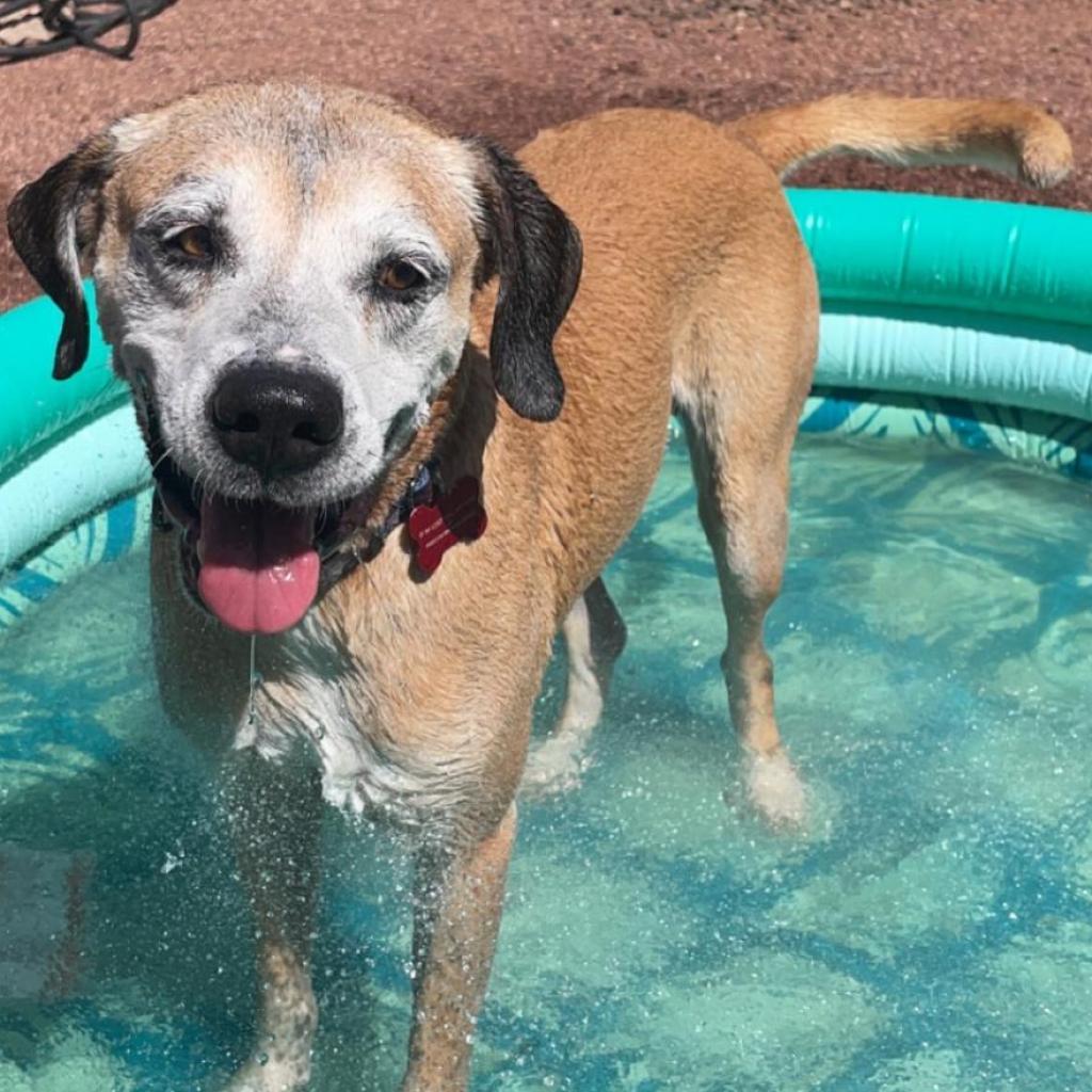 Shrek, Adoptable, Senior Male Labrador Retriever & Hound.