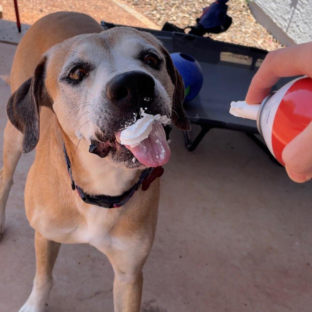 Enlarge Shrek, a Adoptable mixed breed in Phoenix, AZ image 2/6