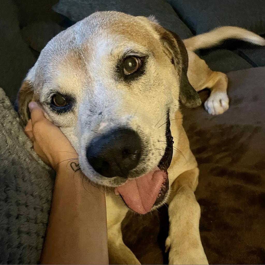 Enlarge Shrek, a Adoptable mixed breed in Phoenix, AZ image 3/6