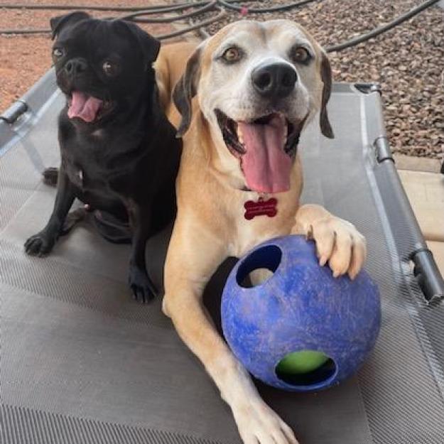 Enlarge Shrek, a Adoptable mixed breed in Phoenix, AZ image 4/6