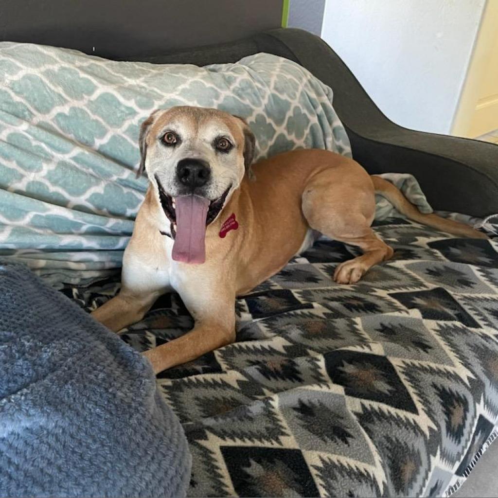 Enlarge Shrek, a Adoptable mixed breed in Phoenix, AZ image 5/6