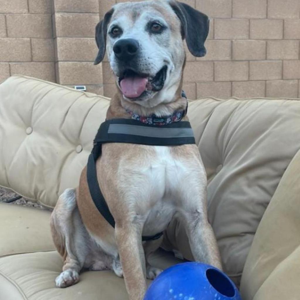 Enlarge Shrek, a Adoptable mixed breed in Phoenix, AZ image 6/6