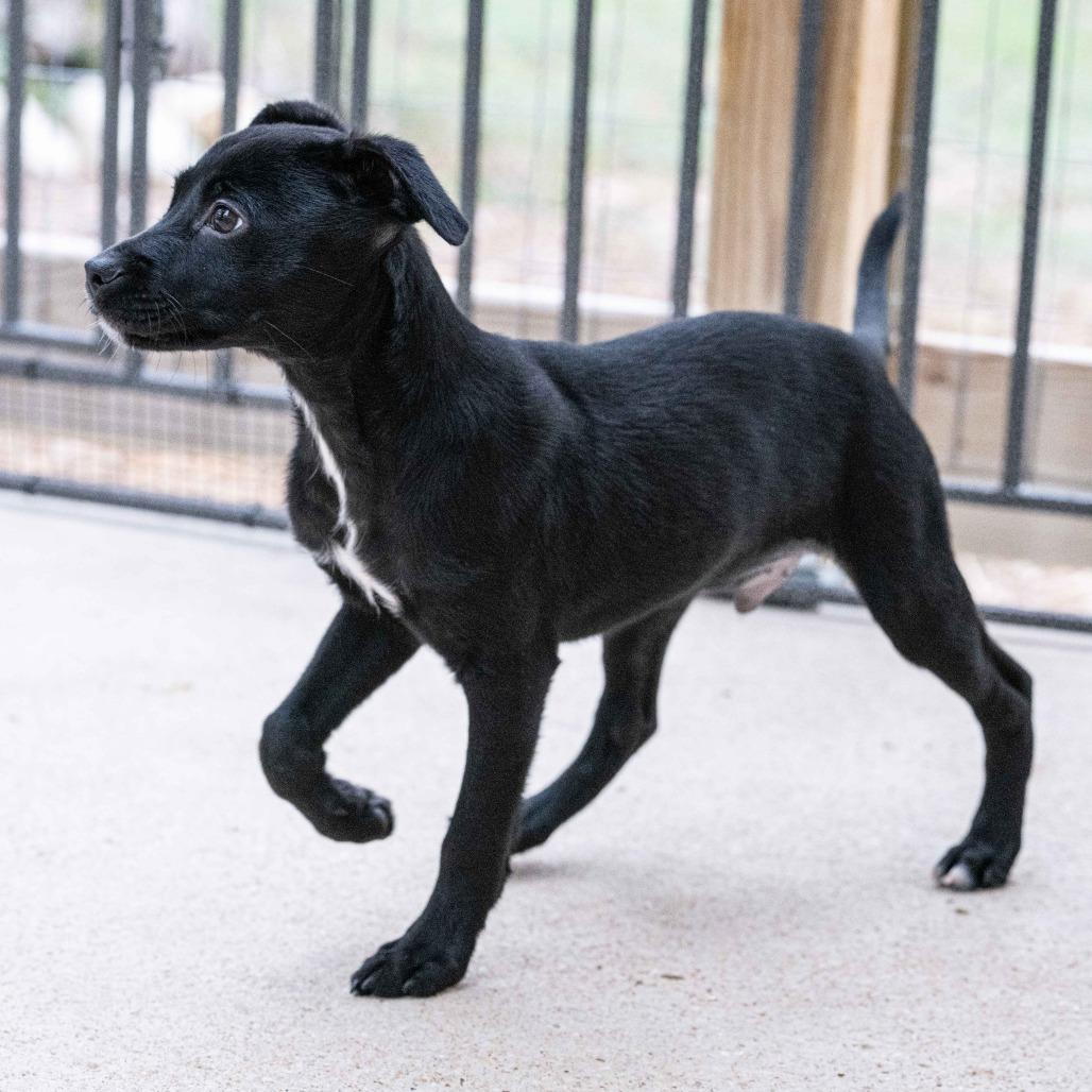Enlarge Adonis, a Adoptable mixed breed in Wimberley, TX image 1/6