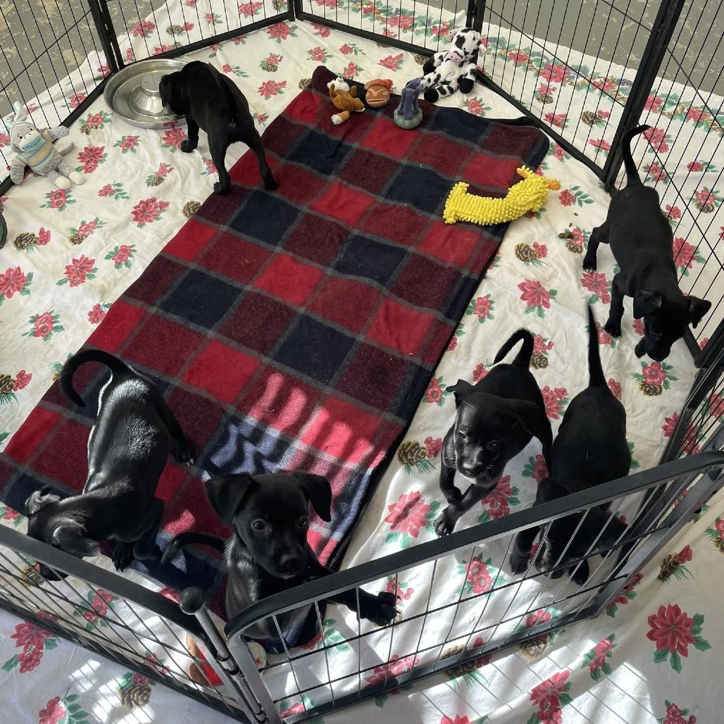 Enlarge Adonis, a Adoptable mixed breed in Wimberley, TX image 2/6