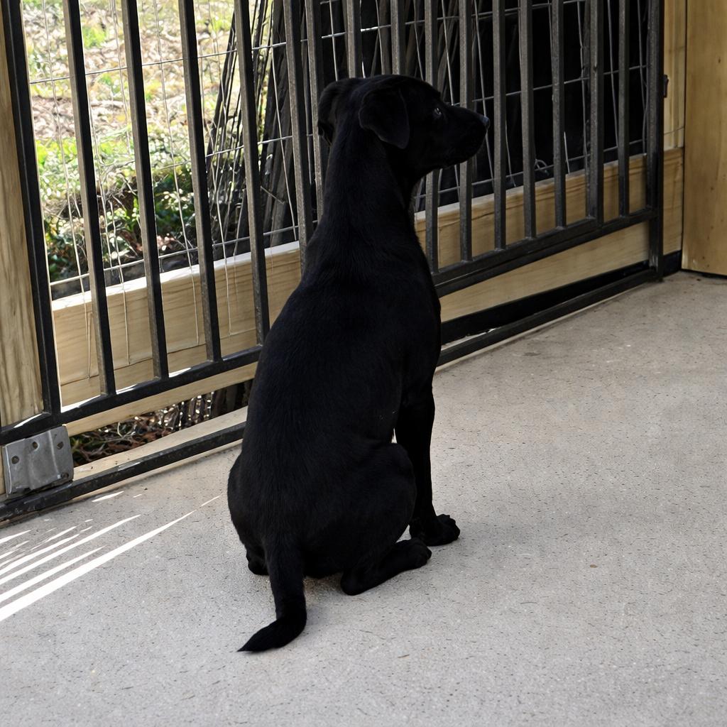 Enlarge Adonis, a Adoptable mixed breed in Wimberley, TX image 3/6