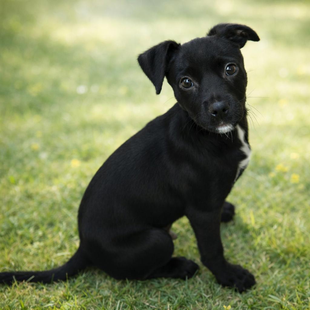Enlarge Adonis, a Adoptable mixed breed in Wimberley, TX image 4/6