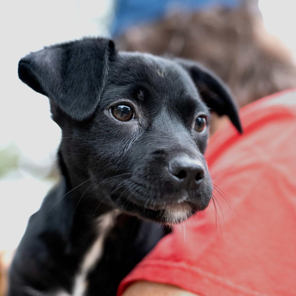 Enlarge Adonis, a Adoptable mixed breed in Wimberley, TX image 6/6