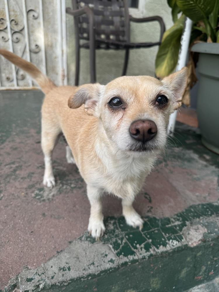 Piper, Adoptable, Adult Female Chihuahua.