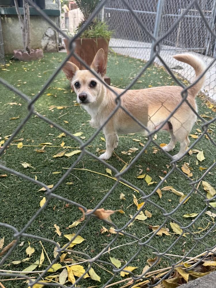 Piper, a Adoptable mixed breed in los angeles, CA image 2/3