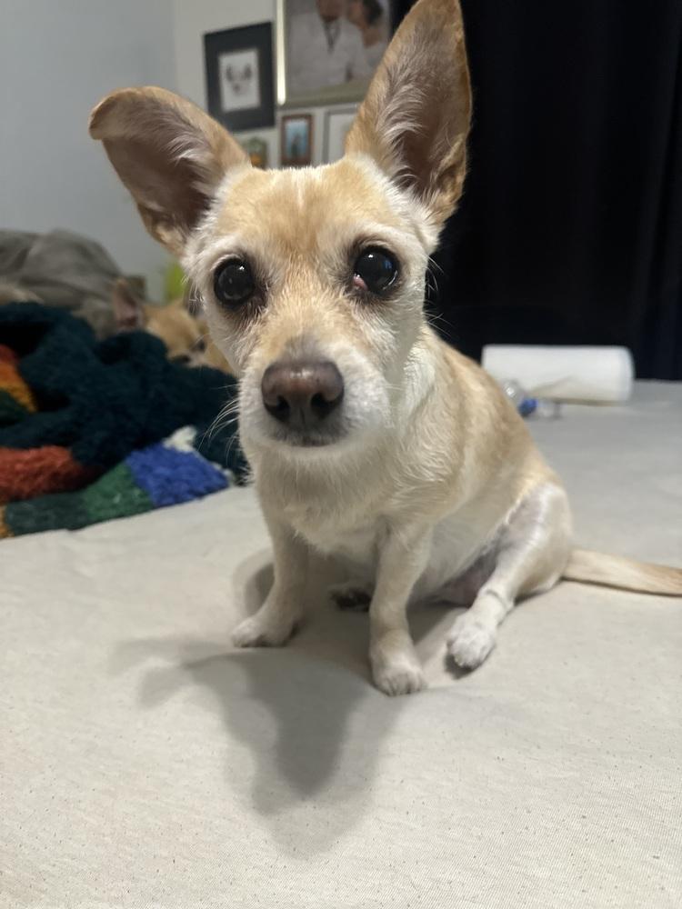 Piper, a Adoptable mixed breed in los angeles, CA image 3/3