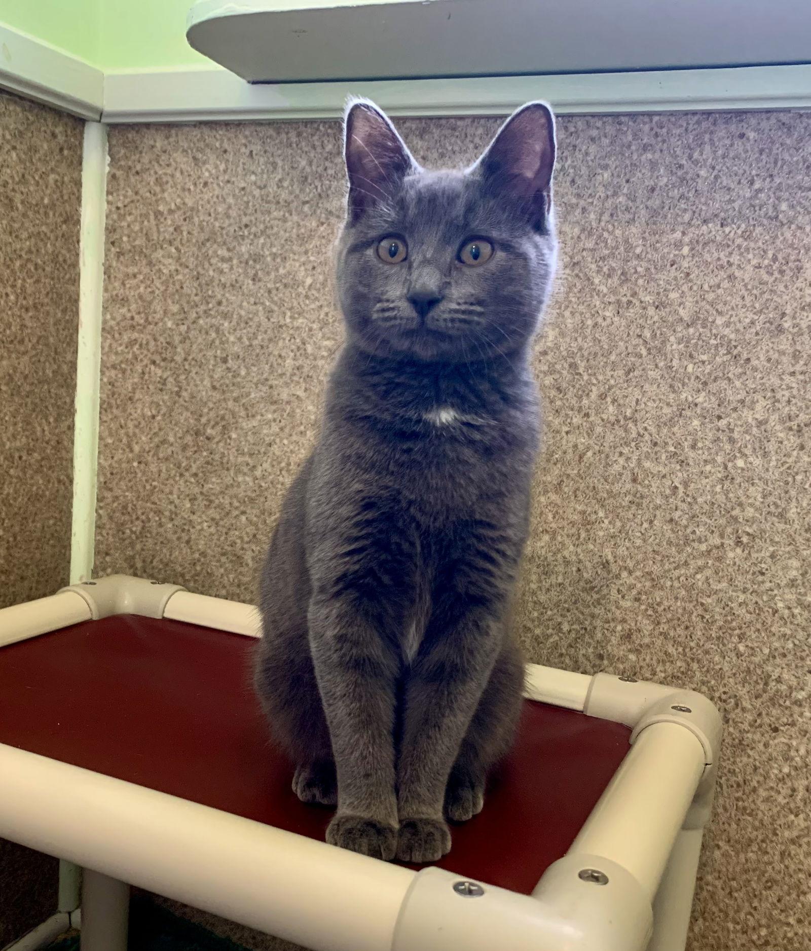 Enlarge Nikki, a Adoptable Domestic Short Hair in Mc Cormick, SC image 1/3