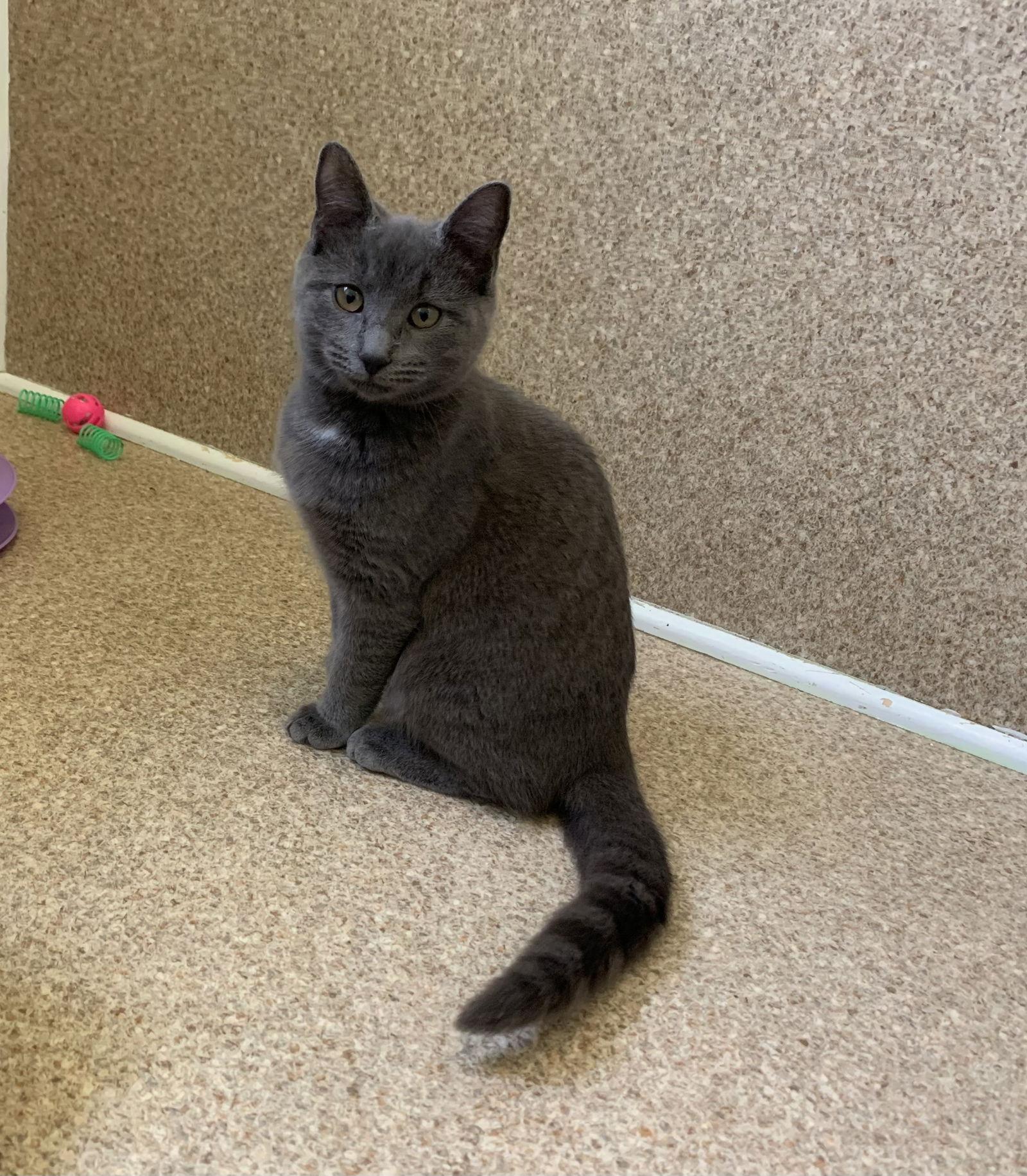 Enlarge Nikki, a Adoptable Domestic Short Hair in Mc Cormick, SC image 2/3