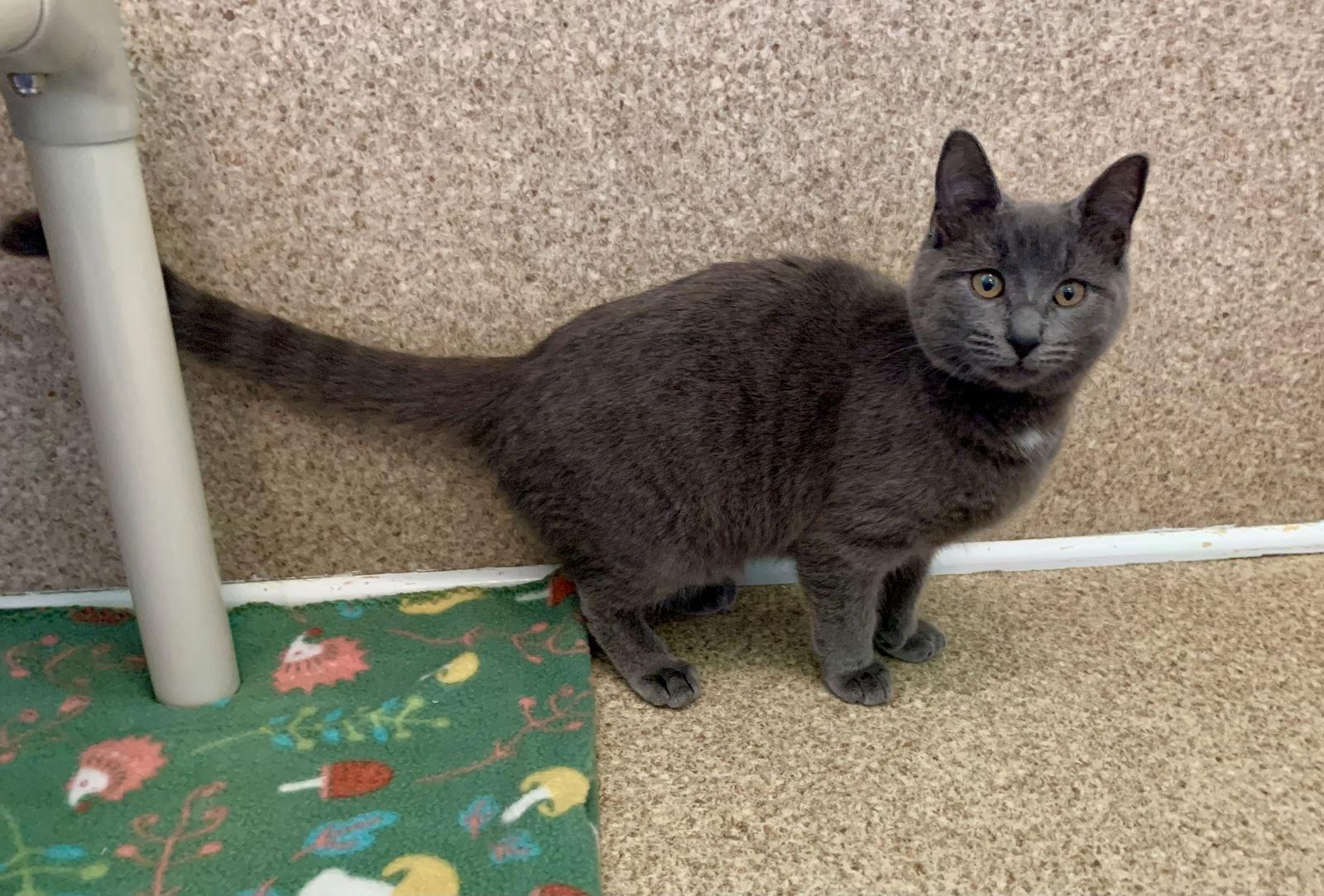 Enlarge Nikki, a Adoptable Domestic Short Hair in Mc Cormick, SC image 3/3