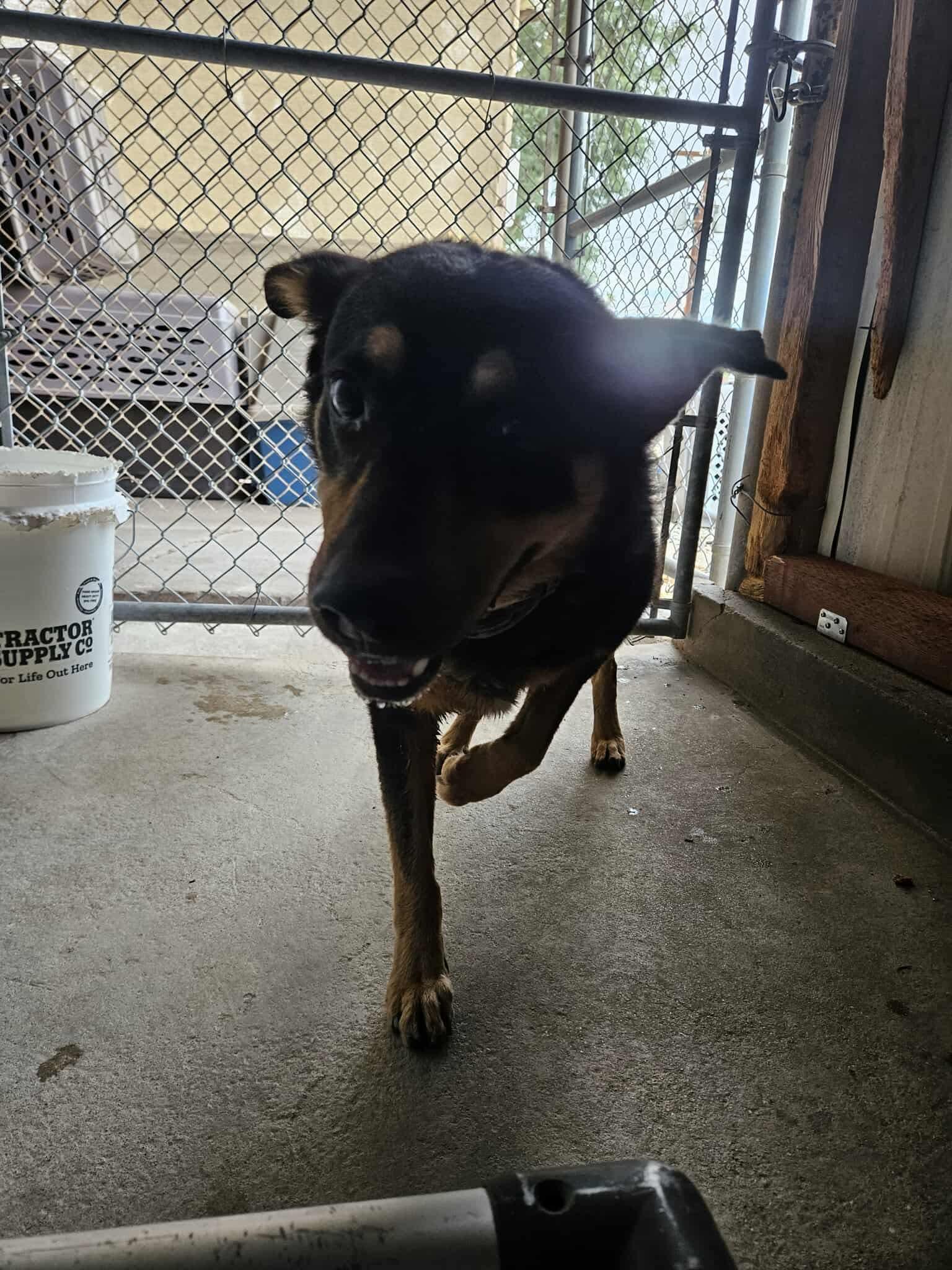 Echo, Adoptable, Adult Male Shepherd.