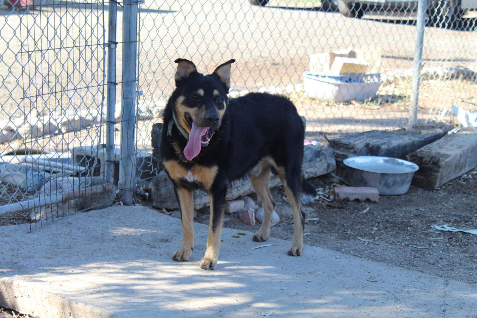Enlarge Echo, a Adoptable Shepherd in El Centro, CA image 2/3