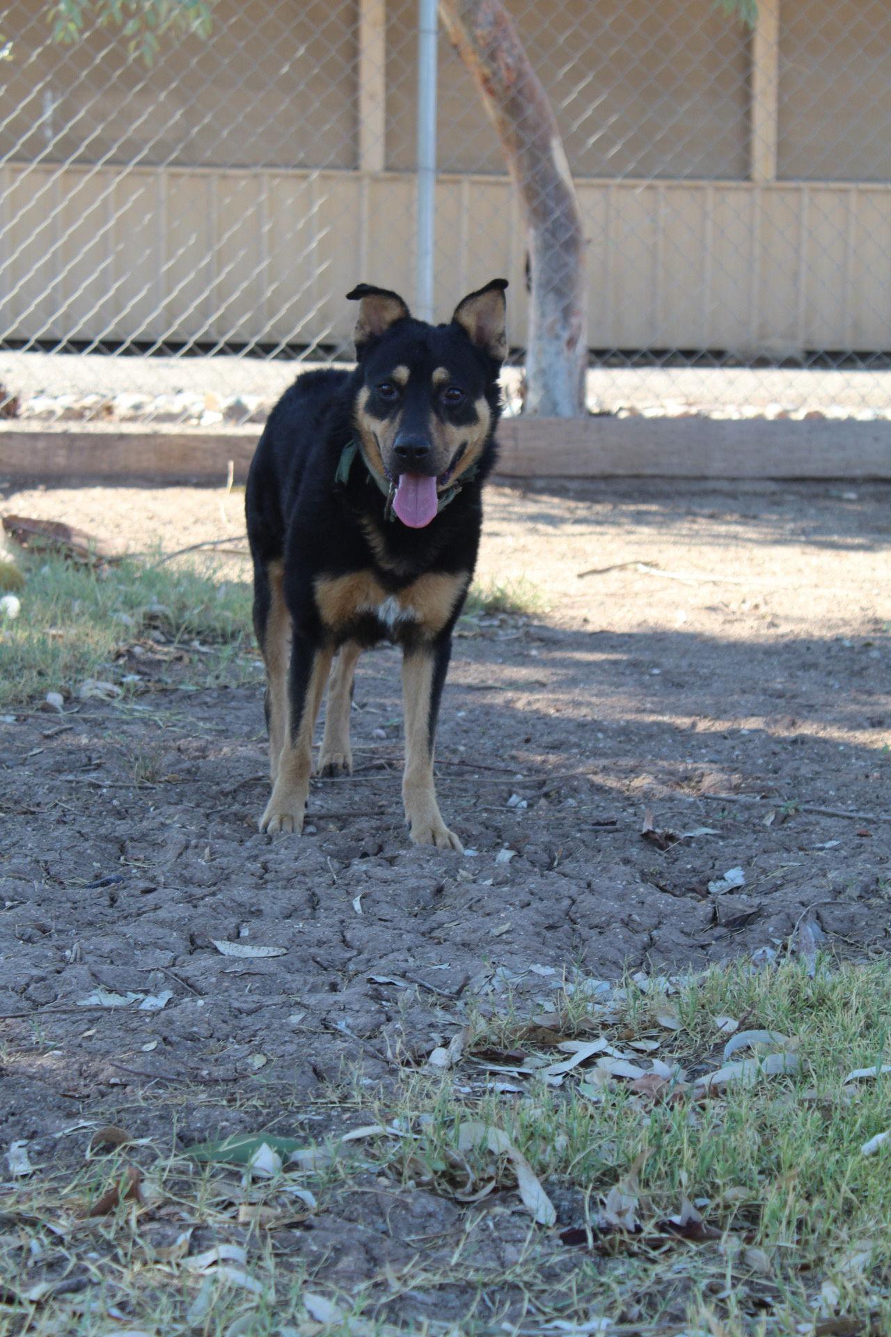 Enlarge Echo, a Adoptable Shepherd in El Centro, CA image 3/3