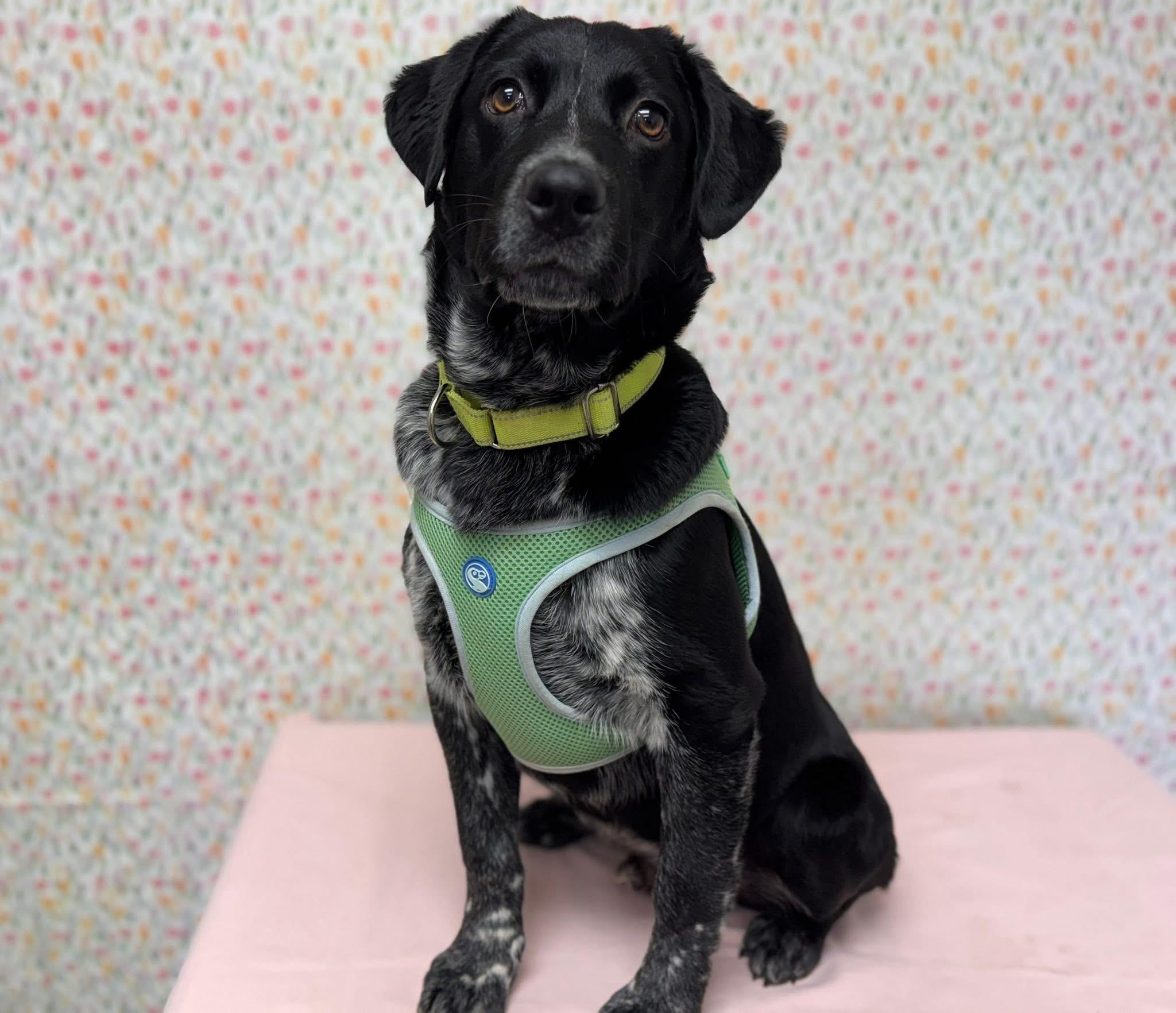 Enlarge Riggs, a ADOPTABLE Australian Cattle Dog / Blue Heeler in Chickasha, OK image 4/4