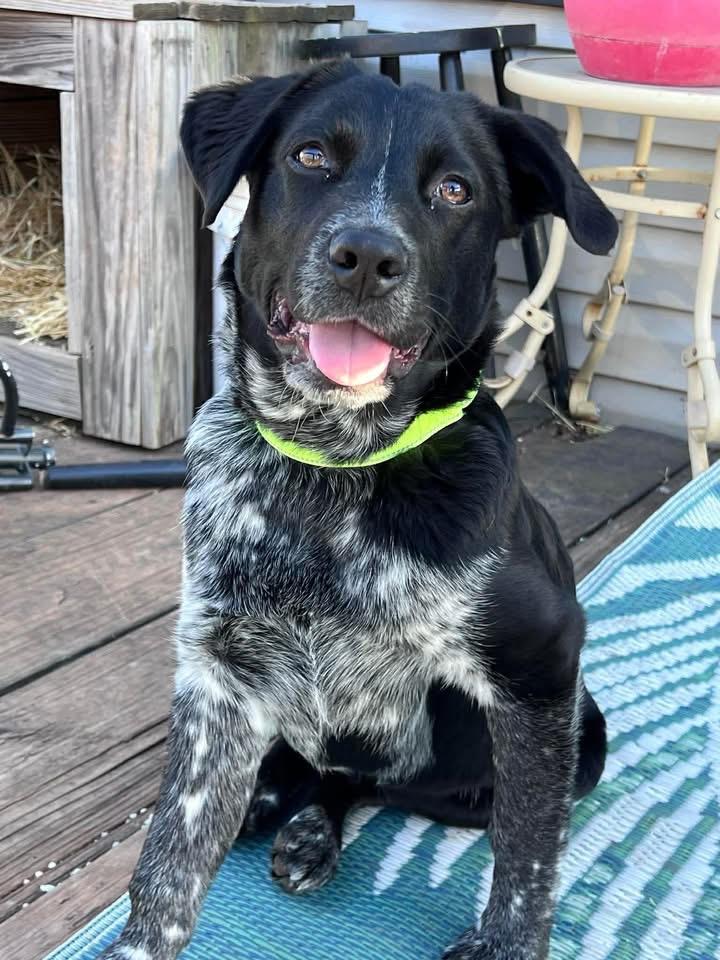 Riggs, ADOPTABLE, Young Male Australian Cattle Dog / Blue Heeler.