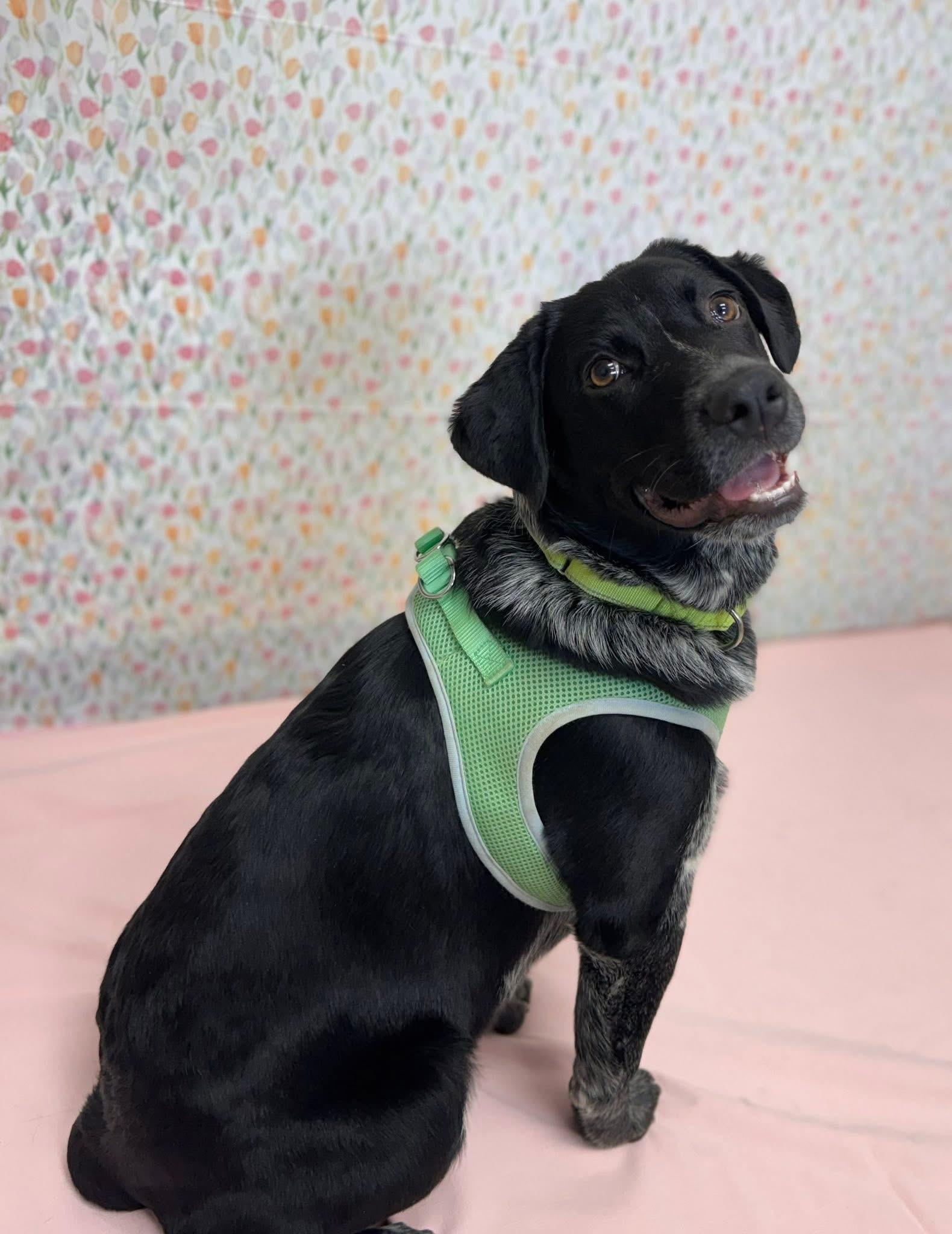 Enlarge Riggs, a ADOPTABLE Australian Cattle Dog / Blue Heeler in Chickasha, OK image 3/4