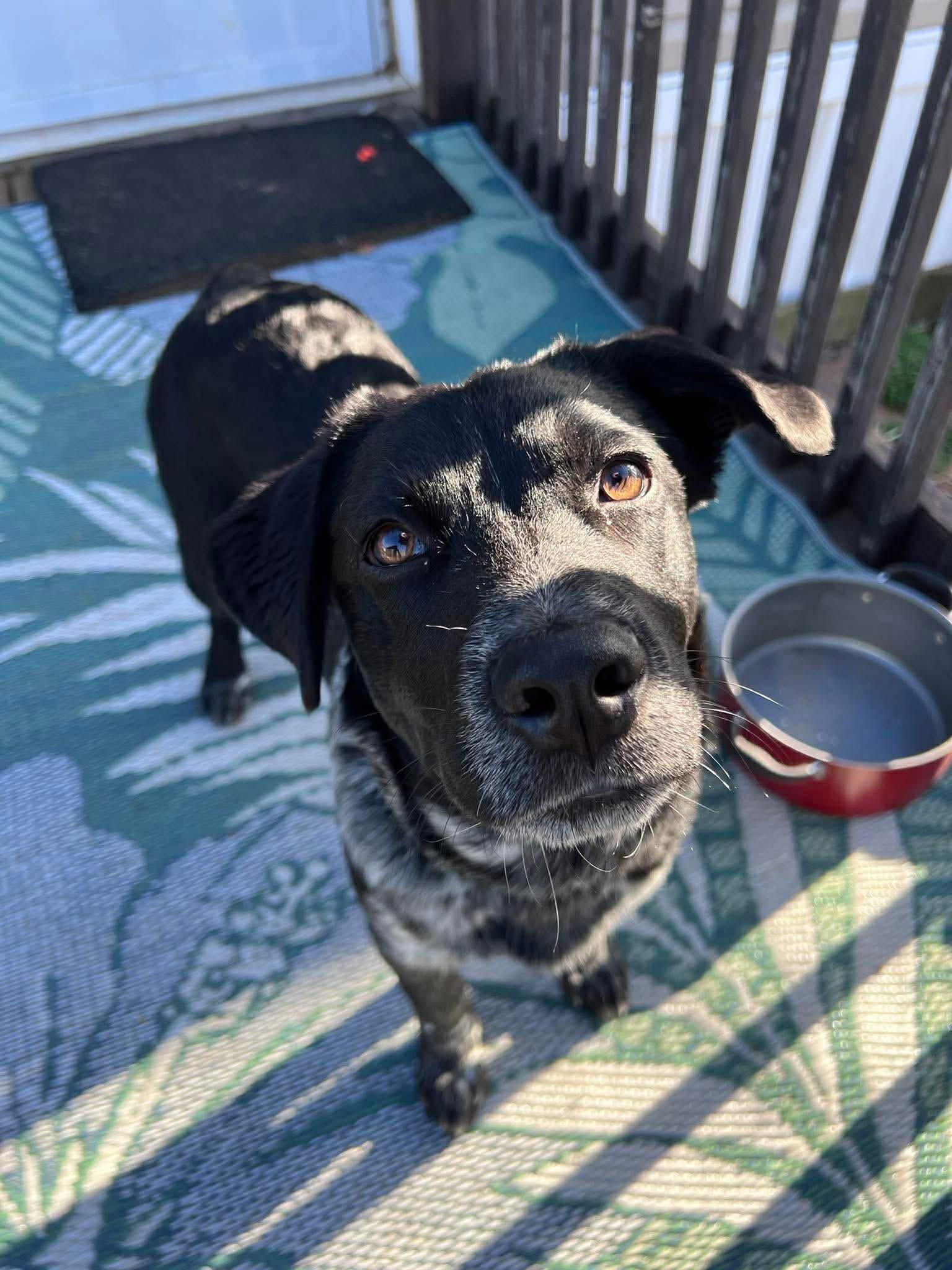 Enlarge Riggs, a ADOPTABLE Australian Cattle Dog / Blue Heeler in Chickasha, OK image 2/4