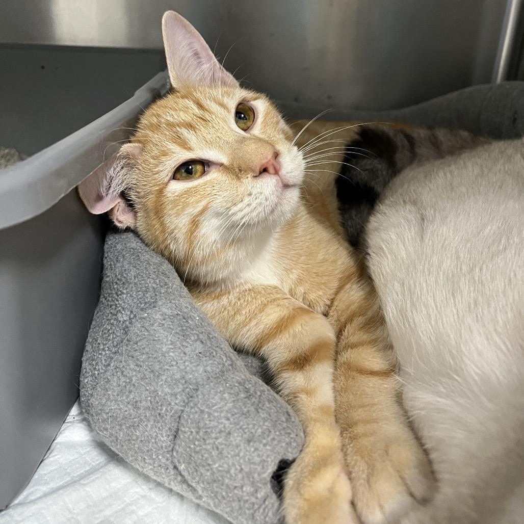 Enlarge Scarecrow, a Adoptable Domestic Short Hair in Fairfax, VA image 1/2